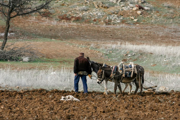 Donkeys working to plough the field