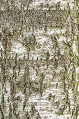 Green moss on the birch tree bark surface.