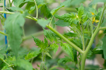 Close Up View of Tomatoes Branch and Flower During the Daytime