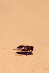 A bee perched on a flat surface seen very close