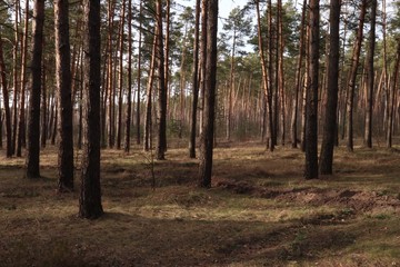 Outskirts of a pine forest in early spring, in sunny weather. Large pine trees on the sand dunes.