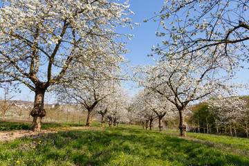 Kirschblüte in Wiesbaden-Frauenstein. 06.04.2020.
