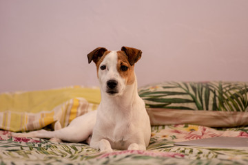 Adorable puppy sitting on bed