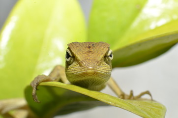 the chameleon is coarse and textured like a dark, four-legged snake scales with a long tail with the head shaped like a serrated perched on a branch of a starfruit tree leaf