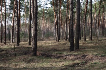 Outskirts of a pine forest in early spring, in sunny weather. Large pine trees on the sand dunes.