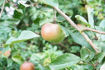 apple on tree