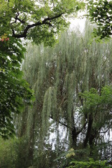 trees in the forest