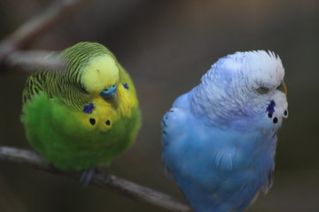 blue and yellow birds