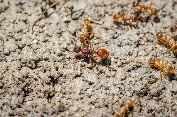 Fire Ants Up Close 