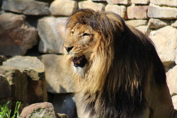 portrait of a lion