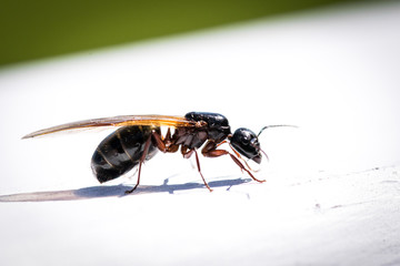 Flying Carpenter Ant Up Close 