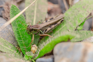 Grasshopper Up Close 