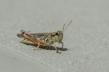 Grasshopper Up Close 