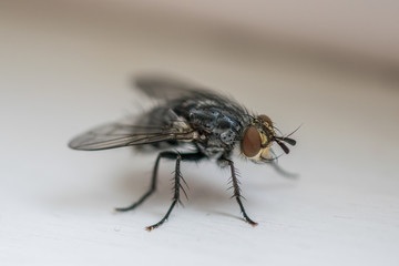 House Fly Up Close 