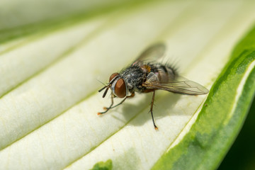 House Fly Up Close 