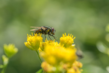 House Fly Up Close 