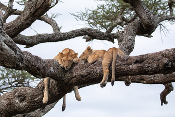 Two young lion in a tree