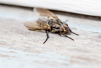 House Fly Up Close 