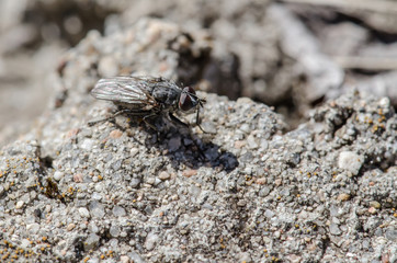 House Fly Up Close 