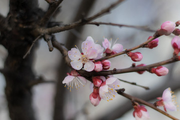 Tender White-Pink Flowers on Apricot tree in the Spring
