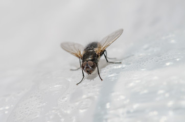 House Fly Up Close 