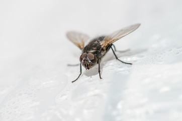 House Fly Up Close 