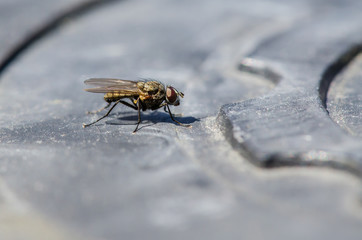 House Fly Up Close 