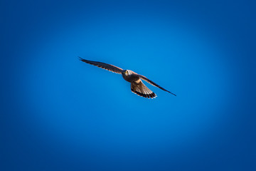 Turmfalke im Flug