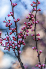 Tender Pink Buds on Blooming Apricot tree in the Spring time