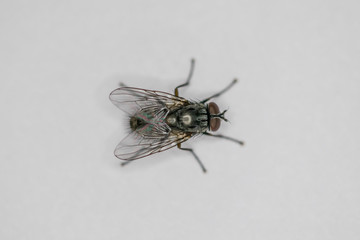 House Fly Up Close 