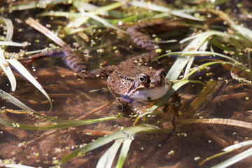 Grasfrosch im Laich