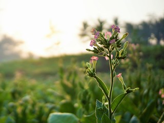 pink tobacco flowers in the field