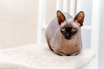 1 Sphinx cat, bald cat sitting on a chair, breed canadian Sphynx