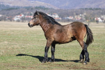 Fototapeta premium horse 2