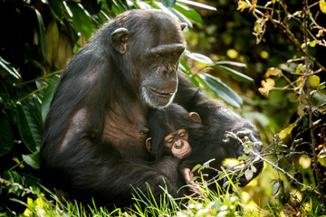 Chimpanzee mother and baby, Chester zoo, Cheshire, England