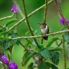 Focused female Volcano Hummingbird grips flakely green stem