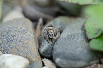 Jumping Spider Up Close 