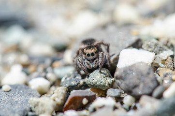 Jumping Spider Up Close 