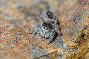 Jumping Spider Up Close 