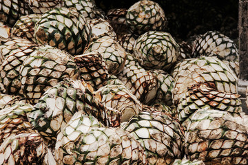 Tequila Agave in distillery waiting for processing, Jalisco Mexico