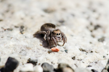 Jumping Spider Up Close 