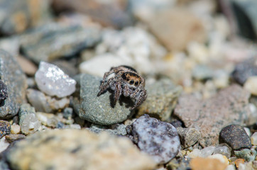 Jumping Spider Up Close 