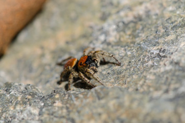Jumping Spider Up Close 