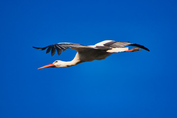 stork