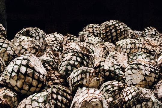 Tequila Agave In Distillery Waiting For Processing, Jalisco Mexico