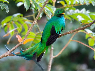 Male Resplendent Quetzal looks over right shoulder while sitting on woody branch