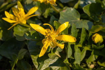 Fototapeta premium Yellow flower of ficaria verna.