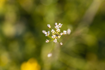Obraz premium Little white flowers on green grass in spring.