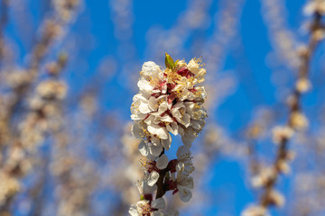 White flowers of apple trees in early spring.