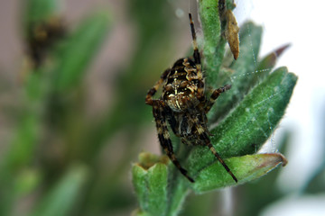 Spider Up Close